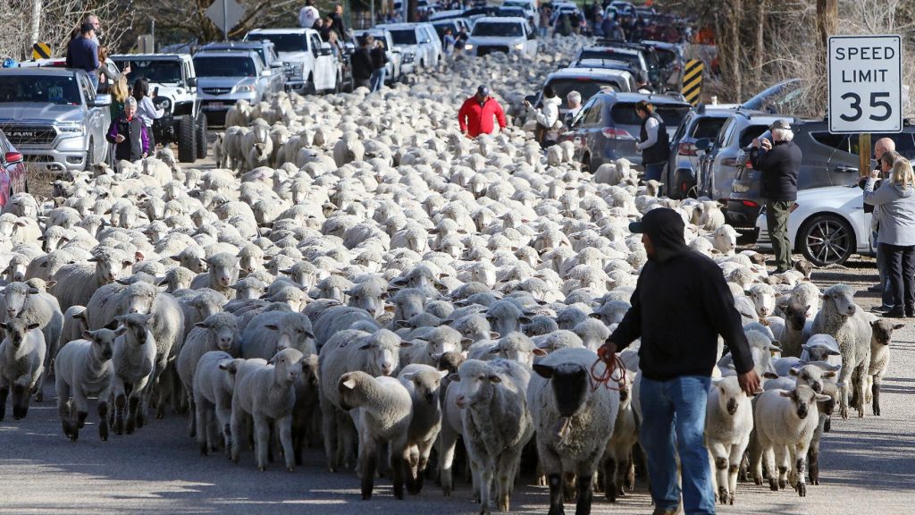 herd of sheep going through town