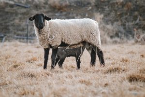 Ewe with lamb