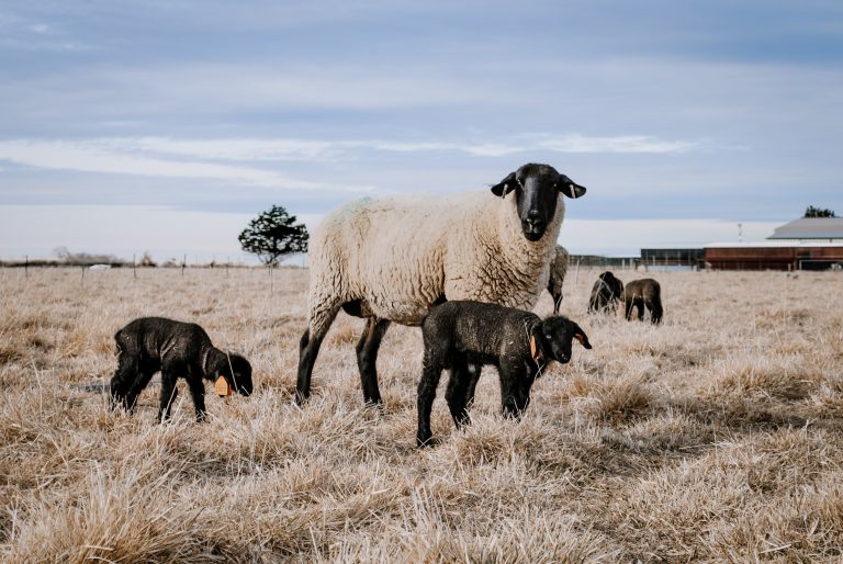 Ewe with lambs